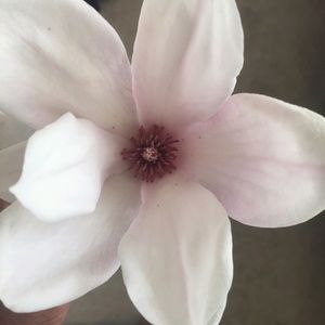 Meet your Posher, Nicolia